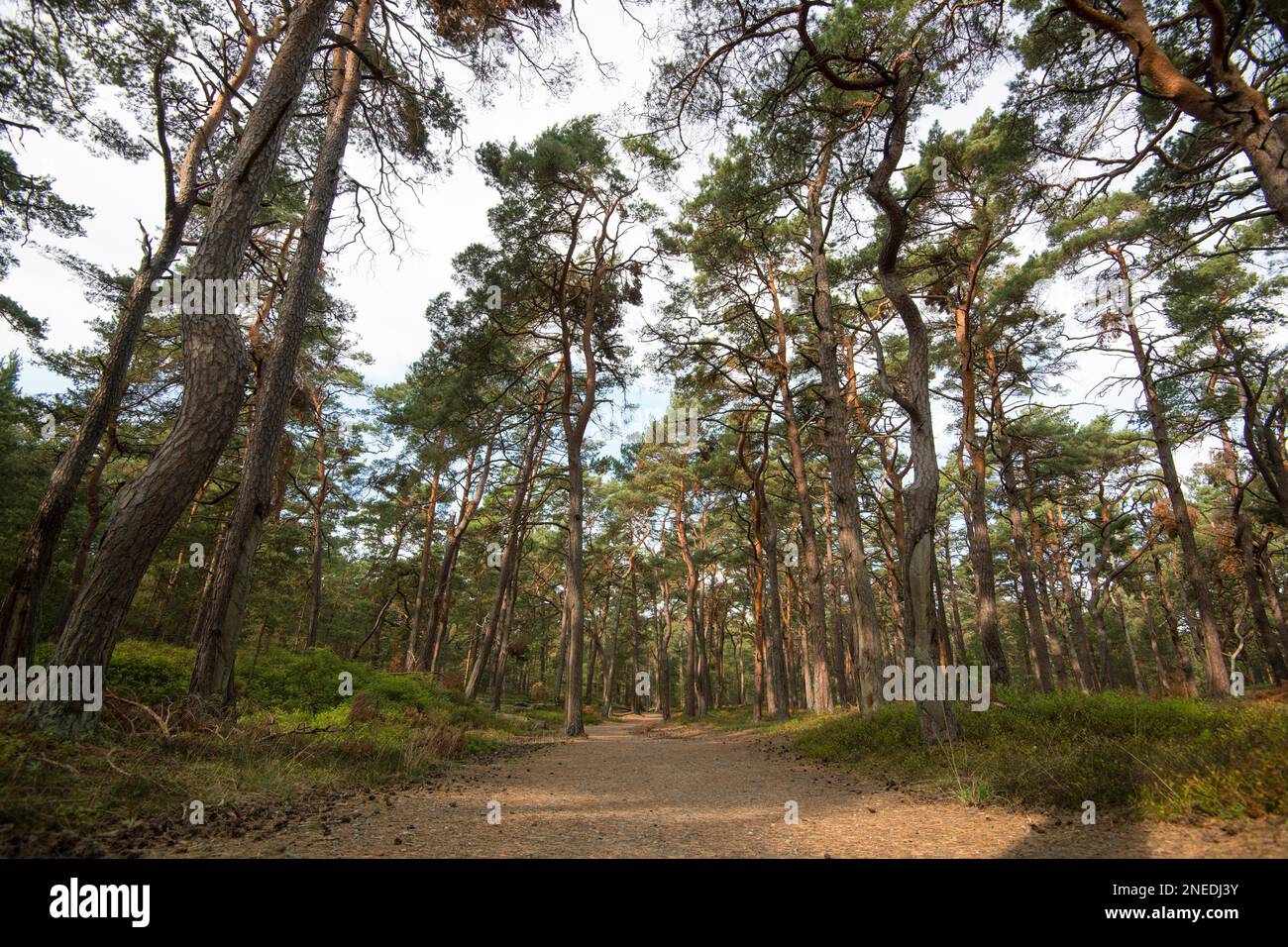 Sentier de randonnée dans la forêt primitive de Darss, sentier de randonnée au soleil, Parc national de Vorpommersche Boddenlandschaft, Mecklenburg-Poméranie occidentale Banque D'Images