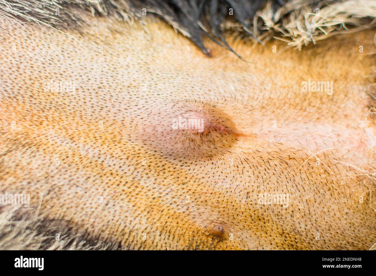 photo en gros plan d'un chien avec hernie ombilicale Banque D'Images photo en gros plan d'un chien avec hernie ombilicale Banque D'Images