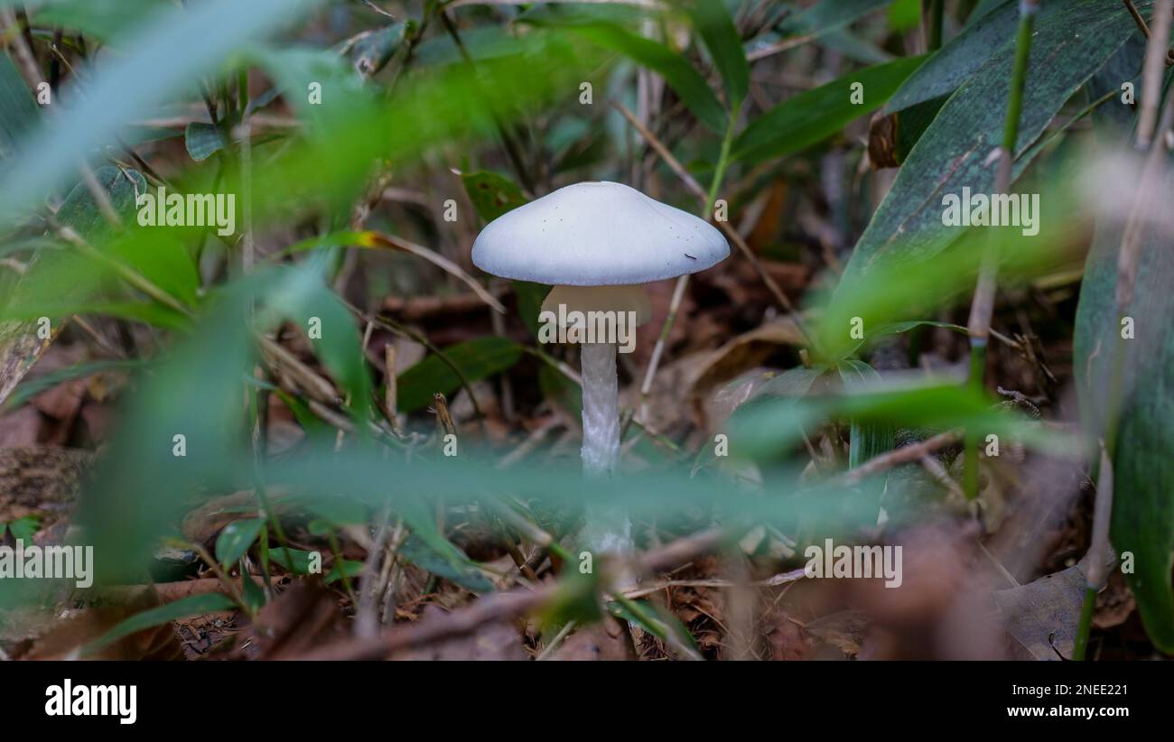 Un champignon blanc au milieu du bambou dans un parc de montagne au Japon. Banque D'Images