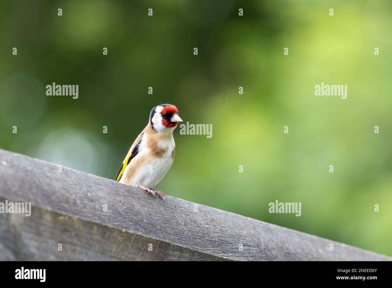 Goldfinch européen perché sur une clôture en bois Banque D'Images