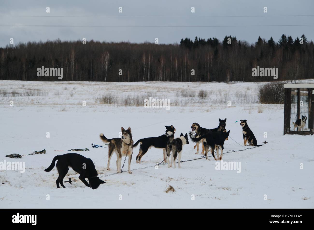 Une équipe de chiens de sport mestizo est assise sur une chaîne en hiver avant de courir dans un harnais. Le Husky Kennel d'Alaska est un chien mixte robuste et robuste. Banque D'Images