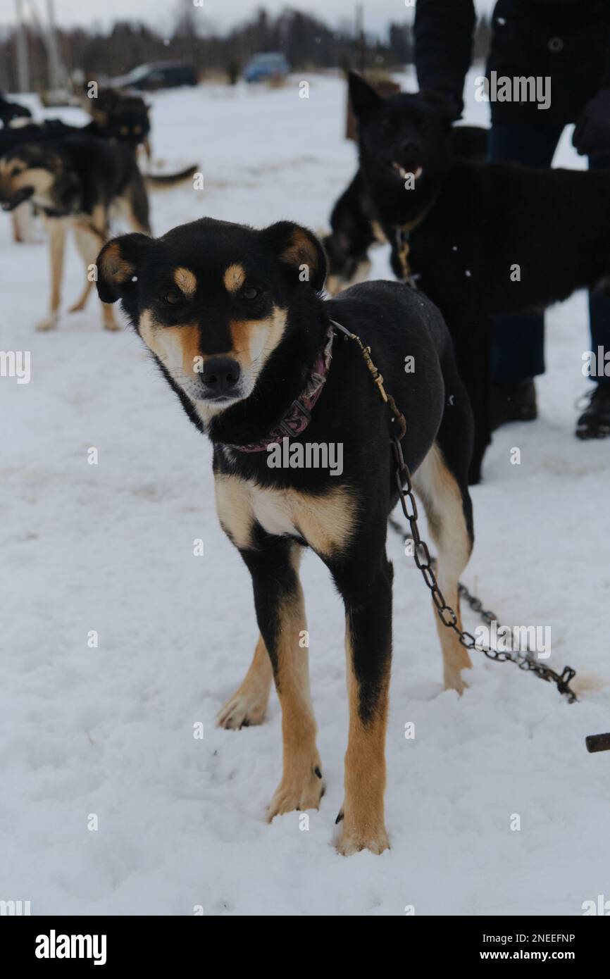 Une équipe de chiens de sport mestizo est assise sur une chaîne en hiver avant de courir dans un harnais. Le chenil Husky d'Alaska est un mélange robuste et robuste. Noir et Banque D'Images