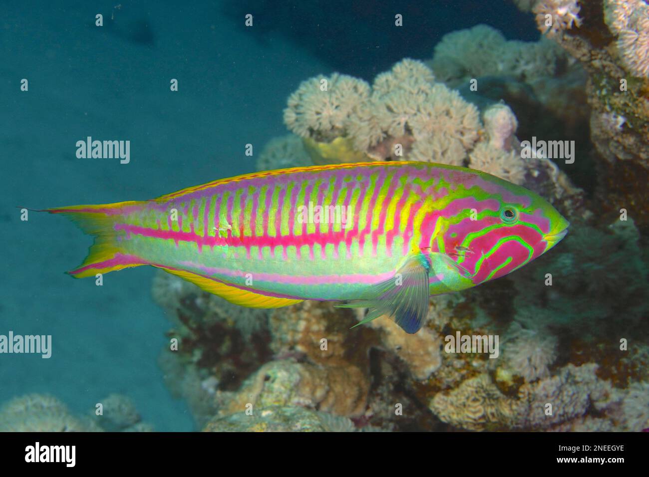 Red Sea Junker (Thalassoma rueppellii), site de plongée House Reef, mangrove Bay, El Quesir, Mer Rouge, Egypte Banque D'Images