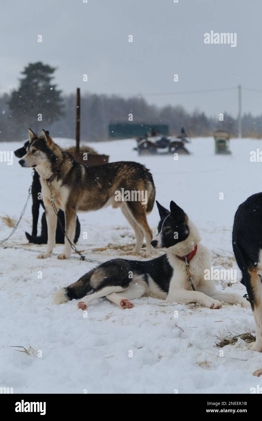 Les huskies de l'Alaska sur la chaîne avant l'entraînement en hiver se reposent pendant la neige. Une équipe de mestizos en traîneau dans un chenil à l'extérieur. Stand de stand pour les chiens lors de la compétition Banque D'Images
