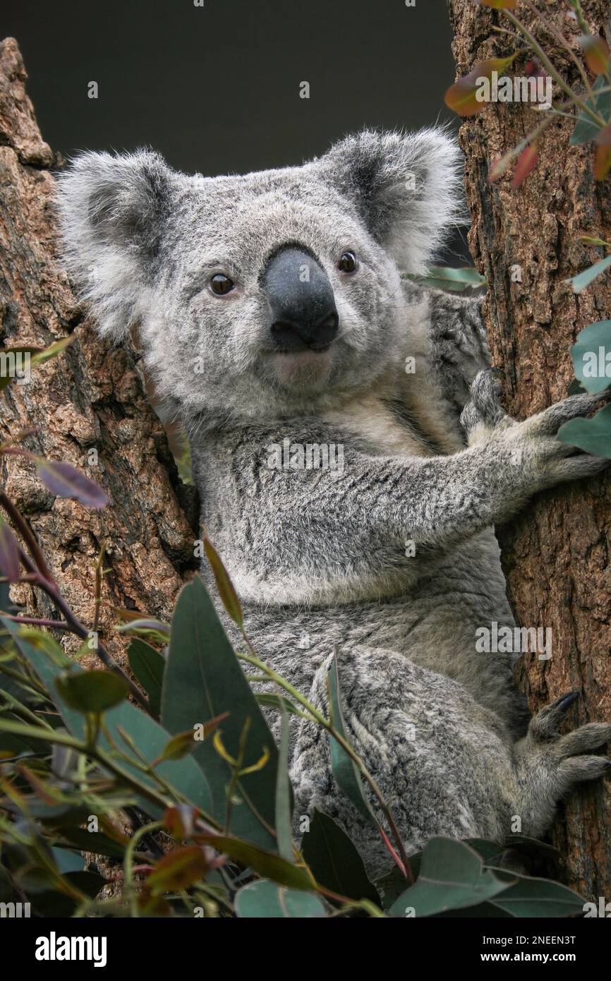 Portrait en gros plan de Koala adulte assis dans un arbre tenant sur une branche avec de l'eucalyptus, Pascolaectos cinereus, la faune indigène australienne, marsupial Banque D'Images