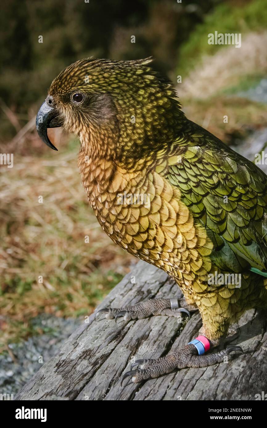 Portrait de l'oiseau de Kea sauvage, Nestor Notabilis, dans son habitat naturel, Nouvelle-Zélande, Île du Sud, faune indigène protégée, gros plan, Ornithologie Banque D'Images