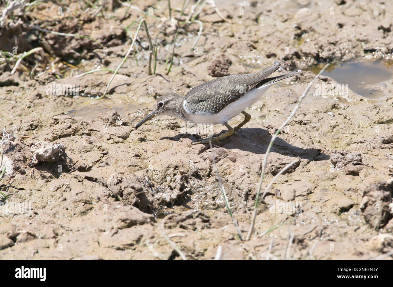 Un ponteur à sable commun (Actitis hypoleucos) qui se trouve dans les bords boueux d'un lac Banque D'Images