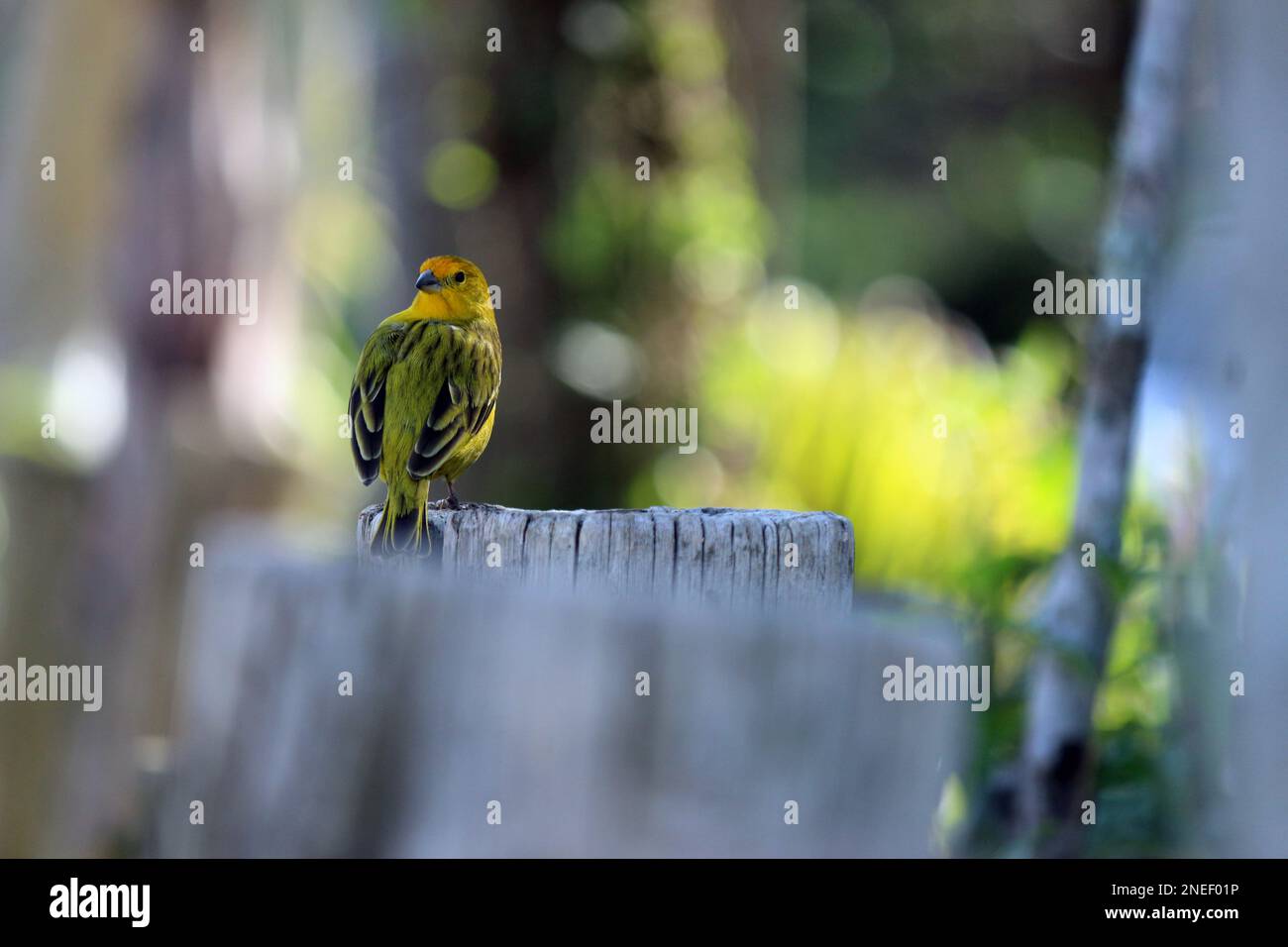 Canari atlantique, un petit oiseau sauvage brésilien Banque D'Images