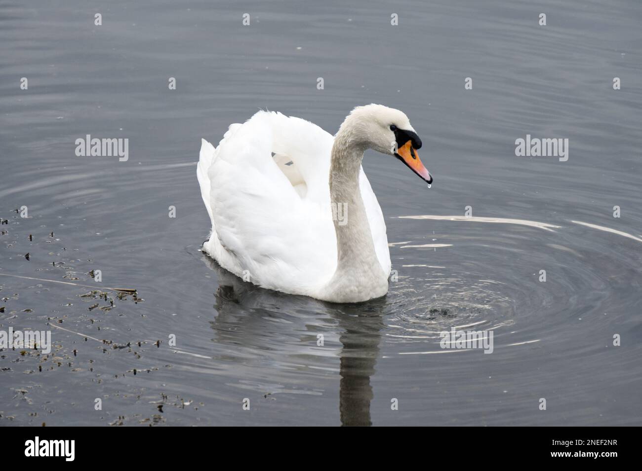 Cygne blanc muet unique, Cygnus olor, dans une mer calme avec des ondulations concentriques et réflexion Angleterre février Banque D'Images