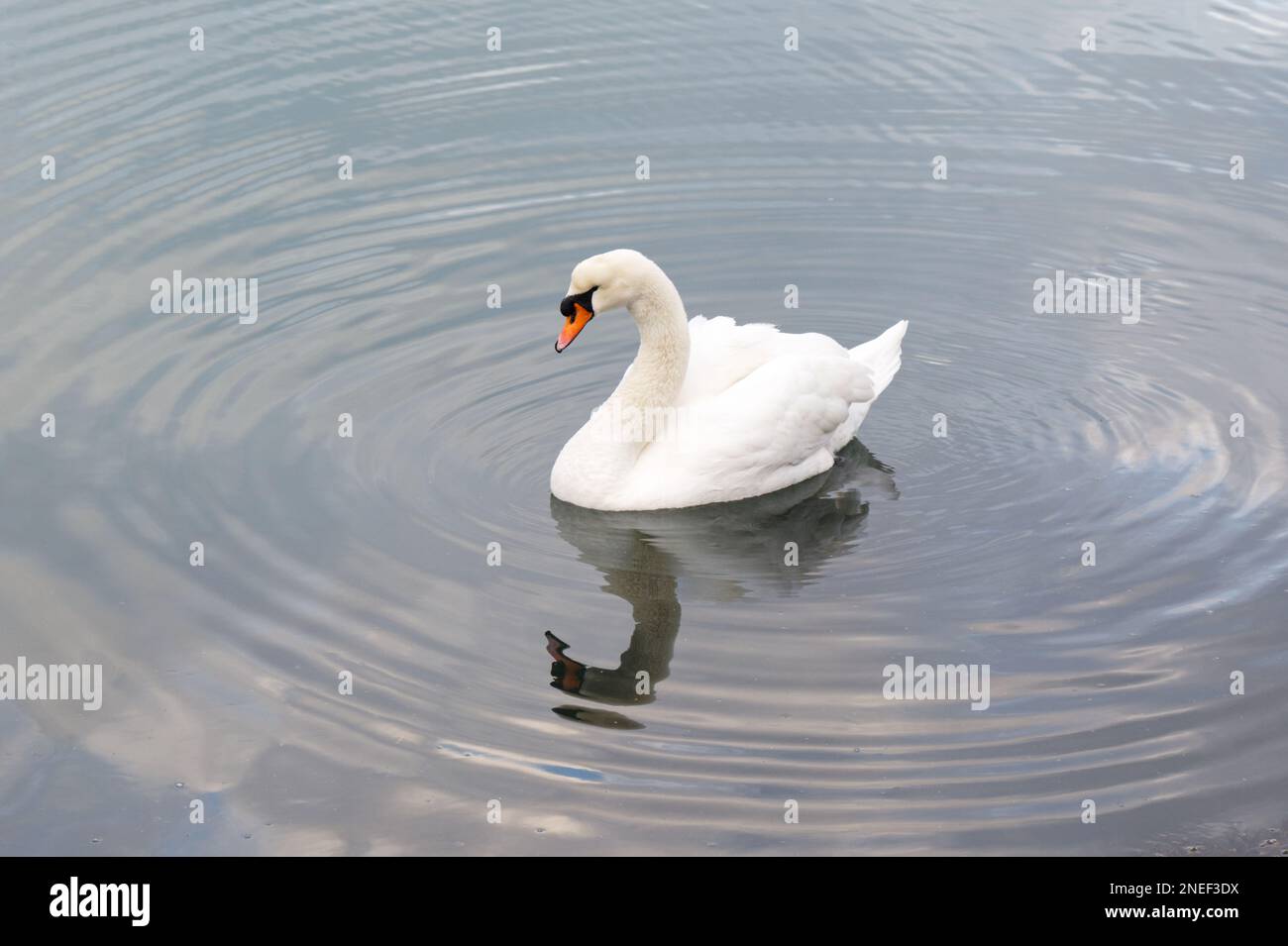 Cygne blanc muet unique, Cygnus olor, dans une mer calme avec des ondulations concentriques et réflexion Angleterre février Banque D'Images