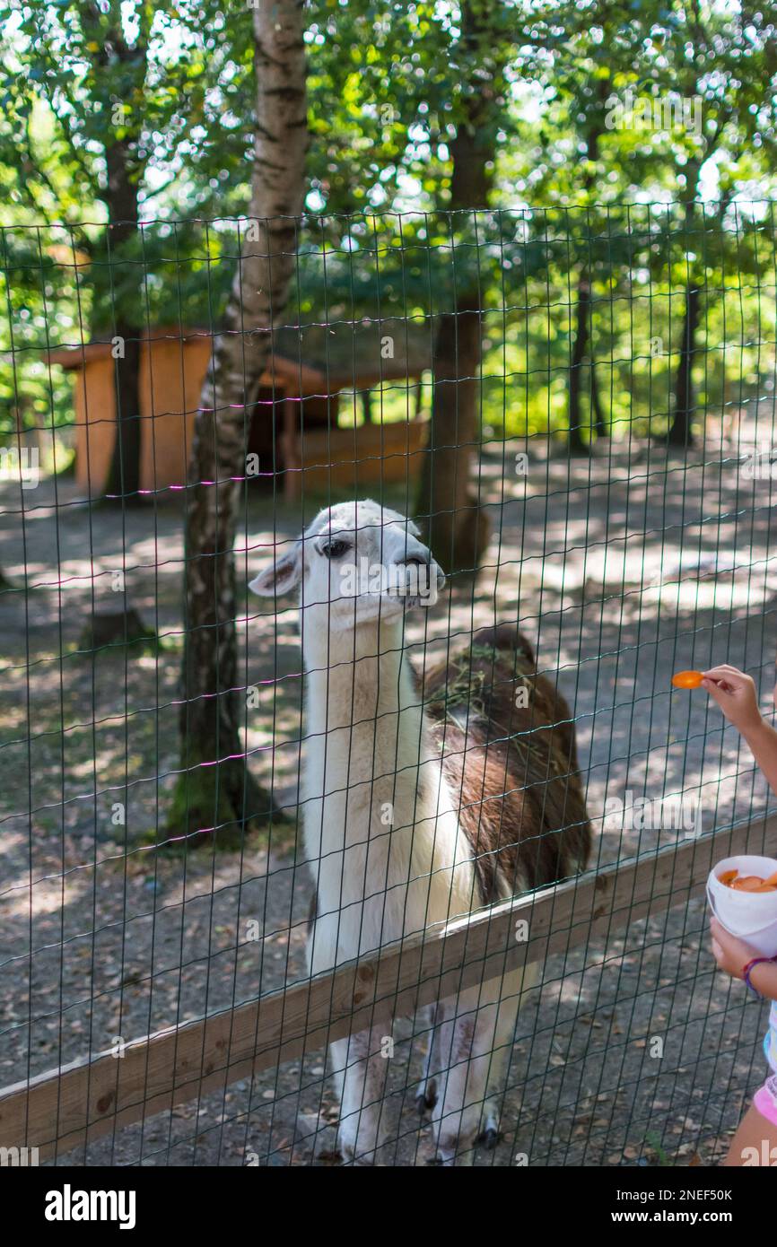Lama au zoo près de la clôture Banque D'Images