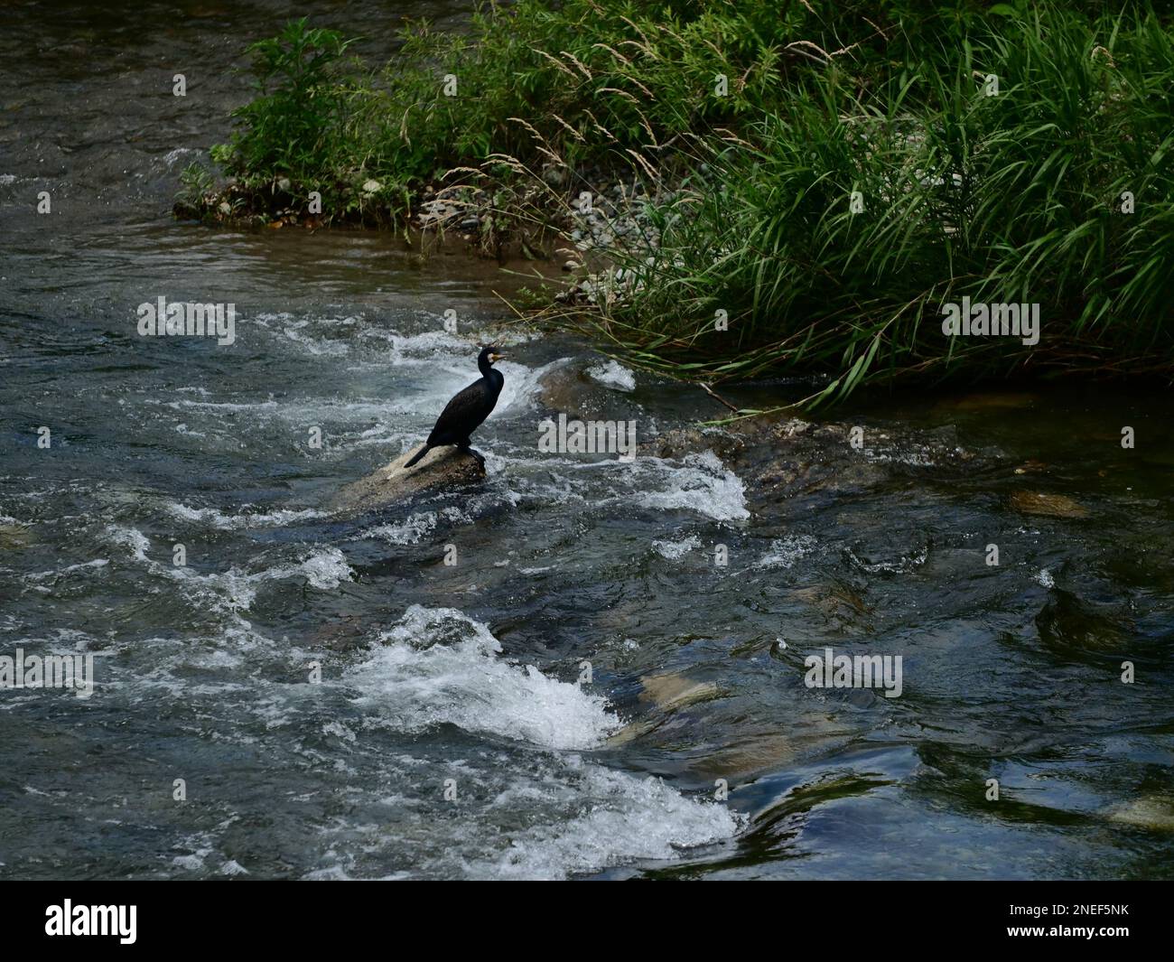 Un cormorant est installé sur un rocher dans la rivière Shinano à écoulement rapide à Matsumoto, au Japon. Banque D'Images