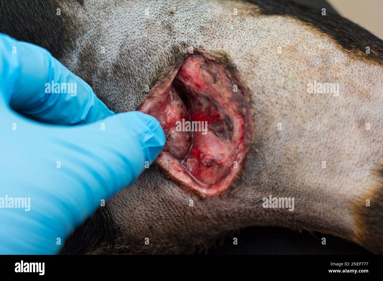 Procédure de plaie Banque de photographies et d’images à haute résolution Page 2 Alamy