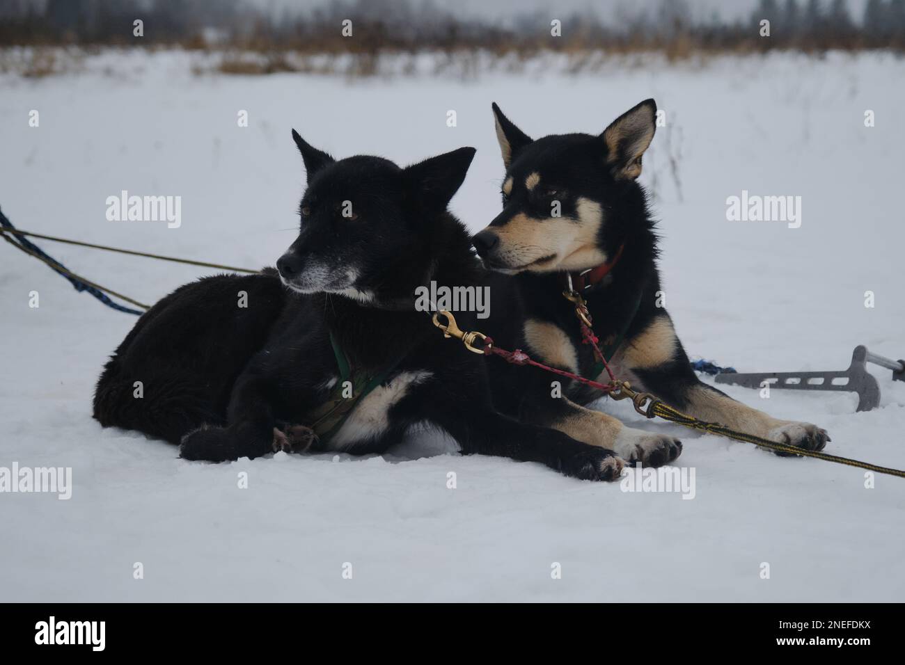 Les chiens de sport se reposent après la course ou l'entraînement. Équipe de chiens de traîneau du nord de l'Alaska en harnais en hiver sur la neige. Couple de deux chiens amis. Prêt à courir pendant Banque D'Images