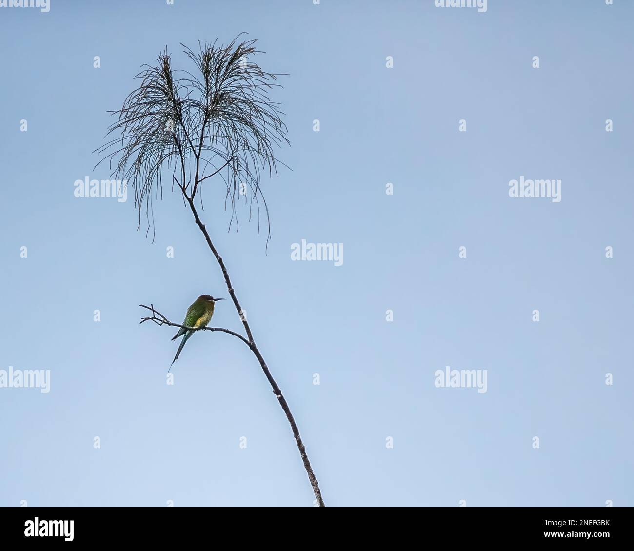 Un arrière-abeille bleu reposant sur un arbre Banque D'Images