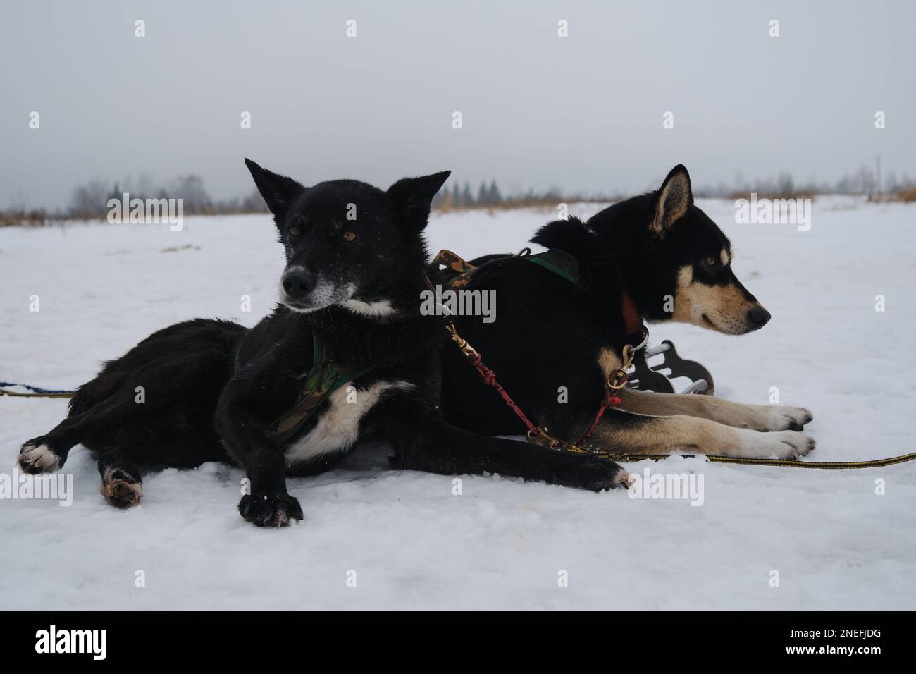 Les chiens de sport se reposent après la course ou l'entraînement. Équipe de chiens de traîneau du nord de l'Alaska en harnais en hiver sur la neige. Couple de deux chiens amis. Prêt à courir pendant Banque D'Images