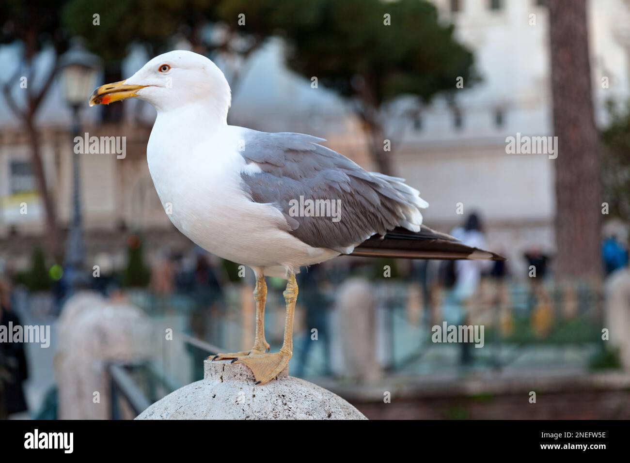 Le goéland à pattes jaunes (Larus michahellis), parfois appelé goéland à pattes jaunes de l'Ouest (pour le distinguer des populations de l'est du goéland- Banque D'Images