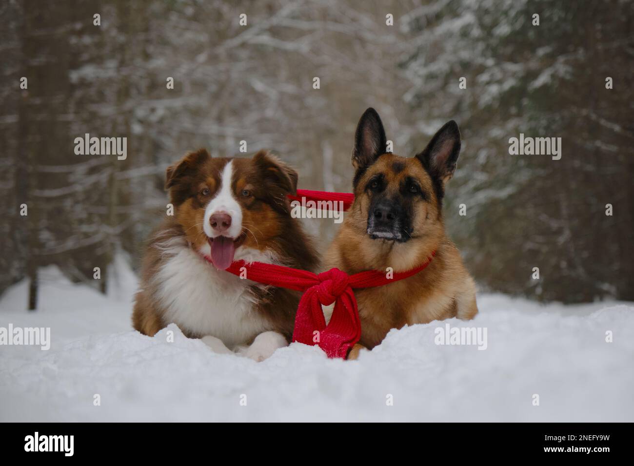 Les animaux de compagnie de concept ressemblent à des gens. Deux chiens enveloppés d'un foulard tricoté rouge chaud, allongé sur la neige dans le parc. Meilleurs amis du Berger australien et allemand Banque D'Images