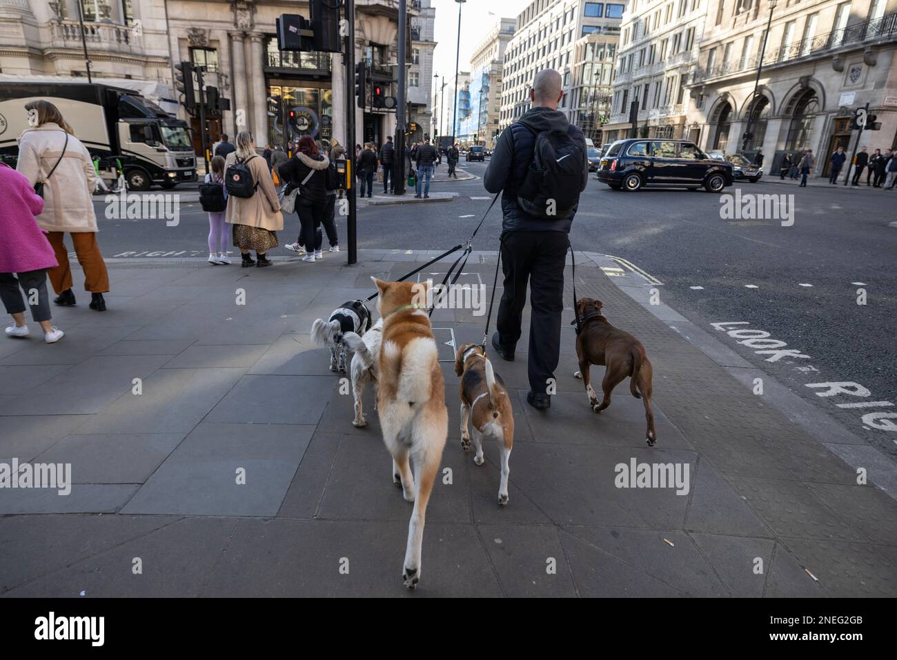 Professionnel chien marcheur le long de Piccadilly, Londres, Angleterre, Royaume-Uni Banque D'Images