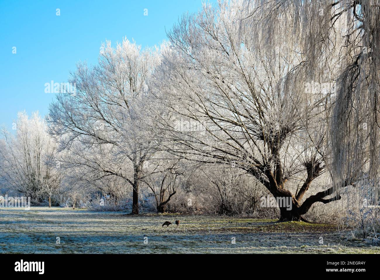 Le bord de la rivière à Shepperton lors d'une journée hivernale froide et ensoleillée avec des arbres et de la végétation couverts de givre, Surrey, Angleterre, Royaume-Uni Banque D'Images