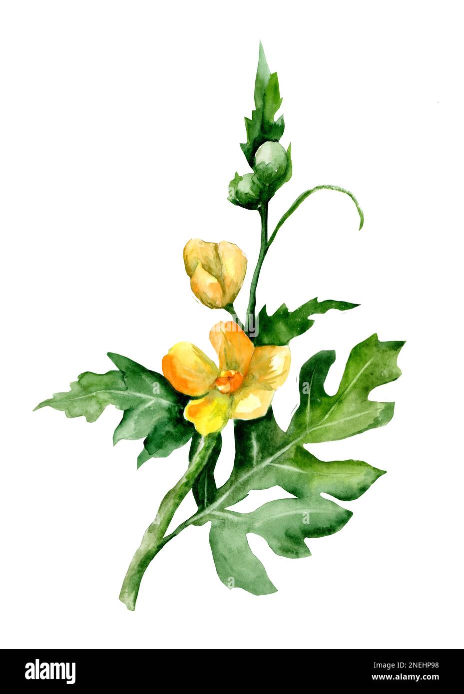 Peinture aquarelle dessinée à la main isolée sur fond blanc. Illustration à la main de la branche et des fleurs de pastèque. Banque D'Images