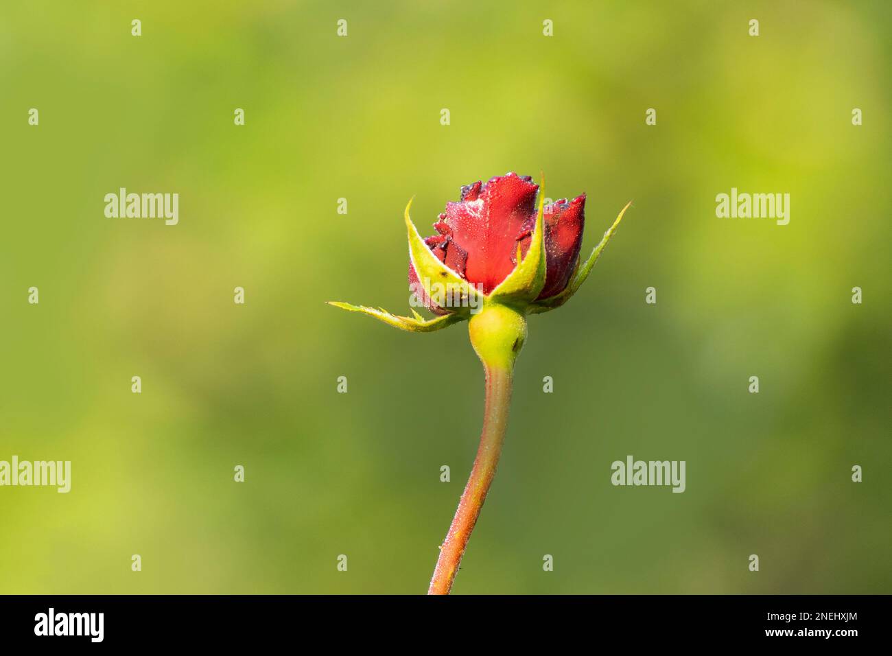 Gouttes de rosée sur les pétales du bourgeon de rose rouge, fleur de la plante à fleurs vivace ligneuse du genre Rosa, Rosaceae. Fleurs de la nature du matin d'hiver Banque D'Images