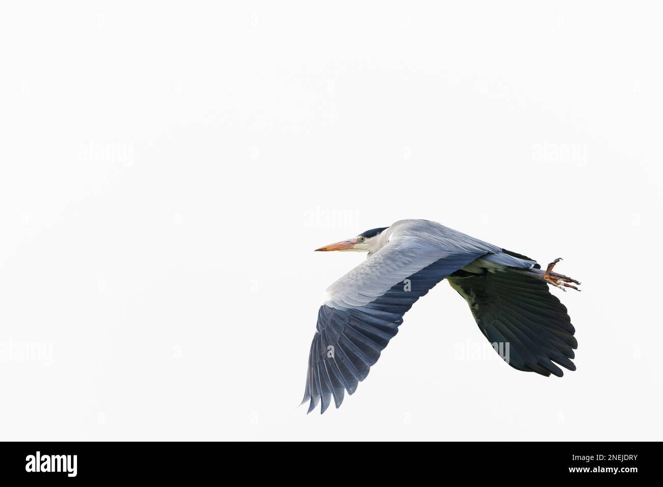 Gros plan sur un grand héron bleu, Ardea cinerea, volant de droite en bas à gauche en haut, avec aile vers le bas sur un fond de ciel blanc clair Banque D'Images