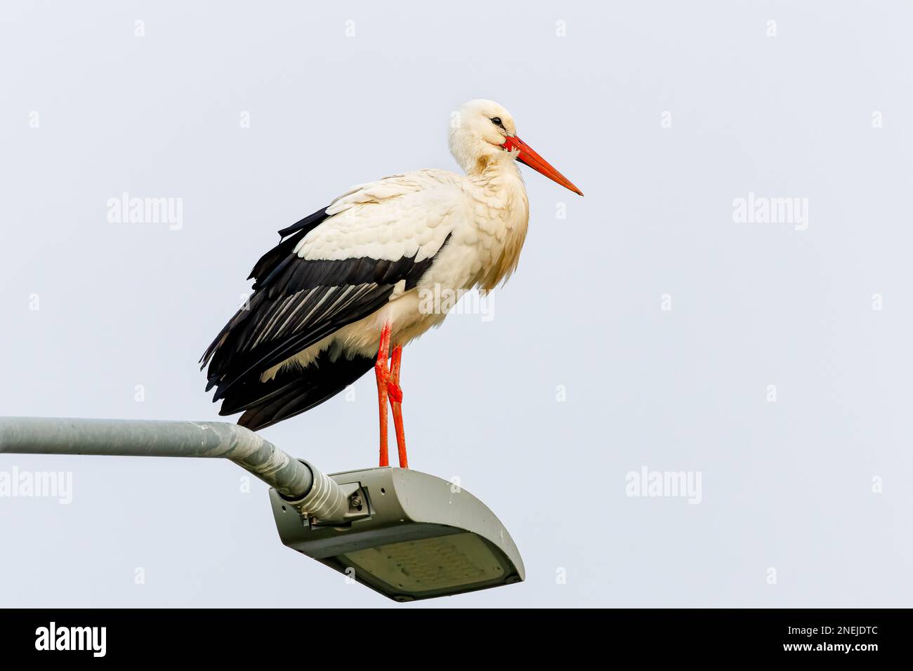 Gros plan d'un Stork adulte, Ciconia ciconia, debout sur un abat-jour éclairage public Banque D'Images