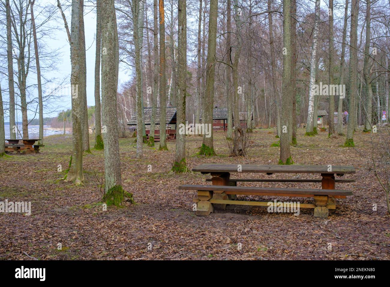 Un lieu de repos avec une table en bois et des bancs parmi les arbres Banque D'Images