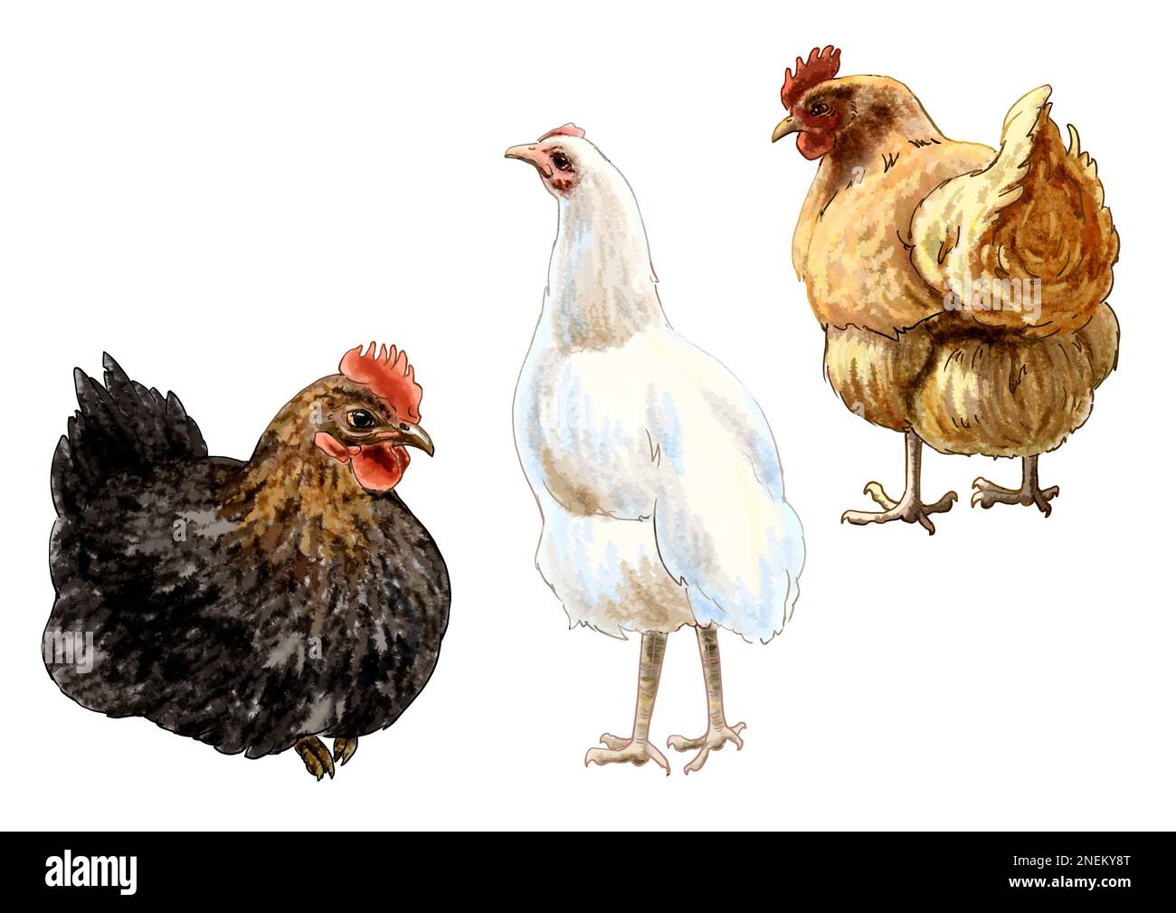 Ensemble de poules à dessin aquarelle. Illustration de haute qualité Banque D'Images