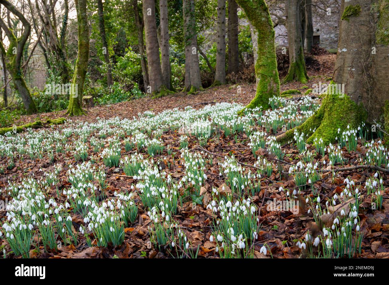 Snowdrop fleurs sauvages à la base d'un arbre en février Banque D'Images