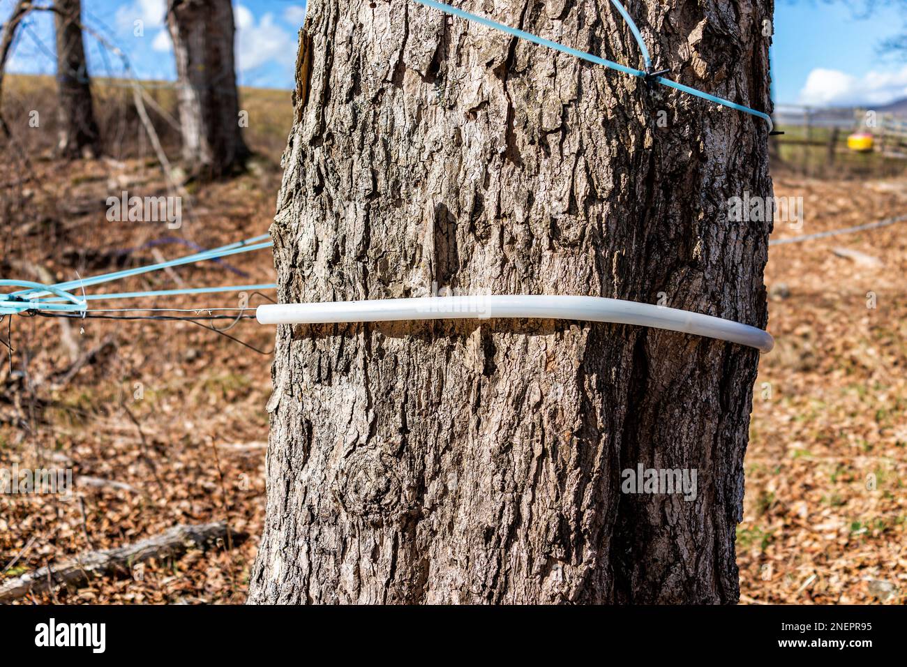 Tuyau de robinet de sirop d'érable sur l'érable collectant la sève avec des tuyaux reliés entre les arbres dans le comté de Highland, en Virginie, au printemps pendant le festival Banque D'Images