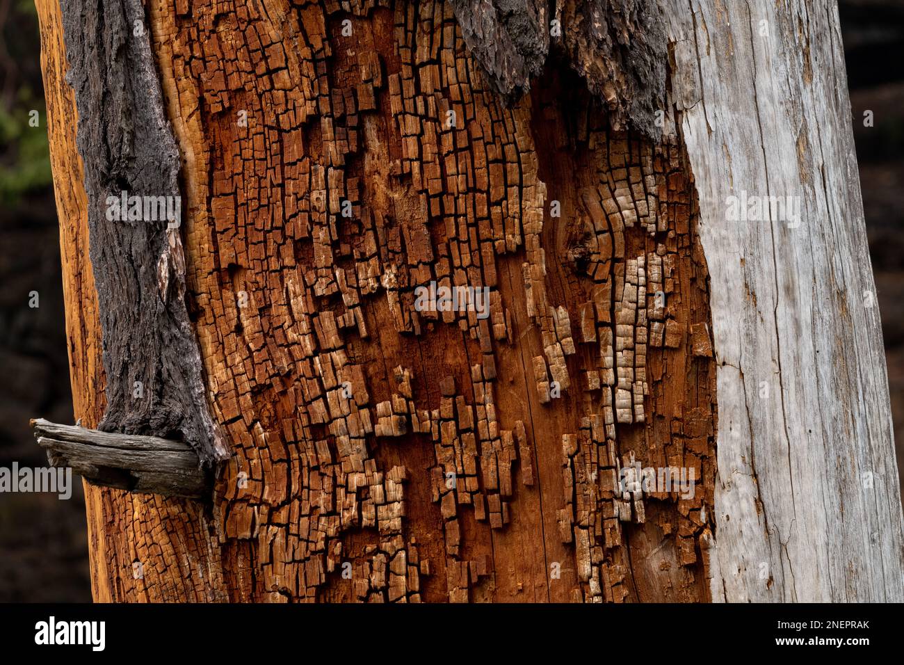 Détails des marques de feu laissées sur le tronc d'un arbre, pendant les feux de forêt dans le parc national de Yosemite Banque D'Images