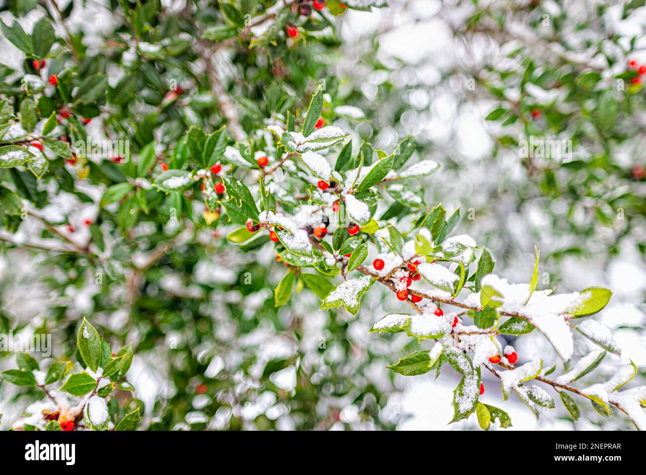 Yaupon Holly ou Ilex vomitoria baies rouges et feuilles vertes d'Aiton dans le nord de la Virginie, États-Unis couvert en hiver neige blanche de gros plan de modèle Banque D'Images