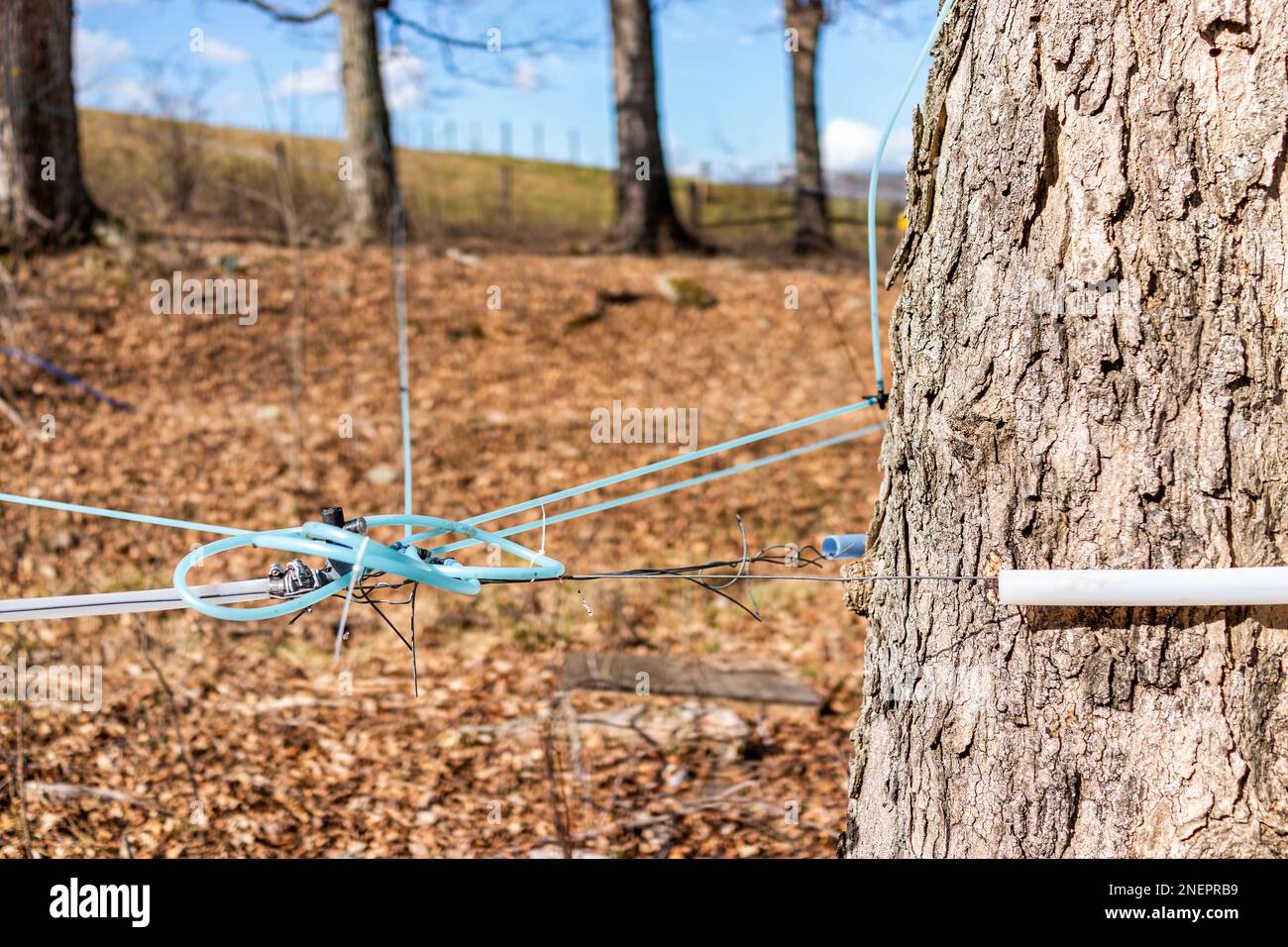 Le sirop d'érable tapote les tuyaux sur les érables en ramassant la sève avec des tubes reliés entre les arbres dans le comté de Highland, en Virginie, au printemps Banque D'Images