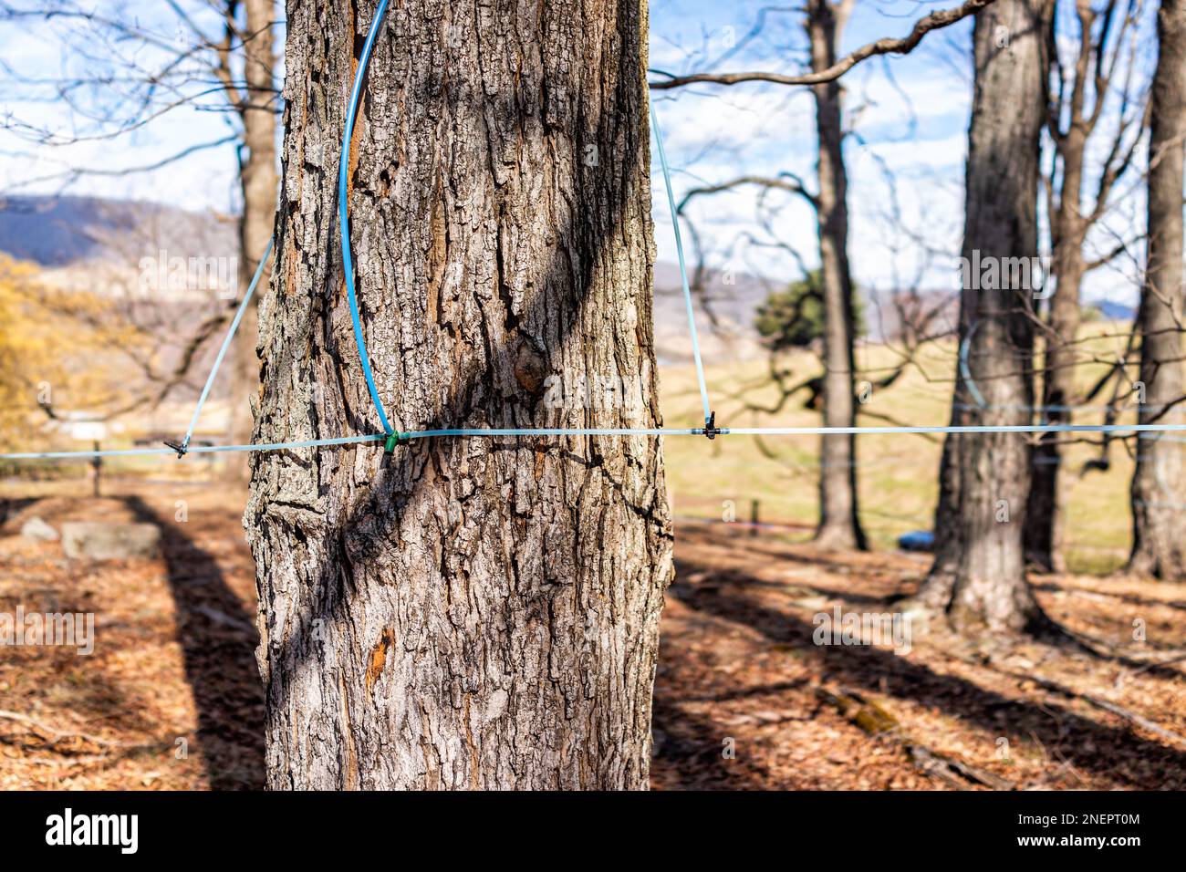 Robinet de sirop d'érable sur l'érable en recueillant la sève avec des tubes reliés entre les arbres dans le comté de Blue Grass, en Virginie, au printemps Banque D'Images
