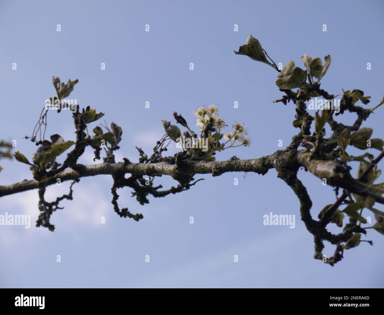 Fleurez sur le Thorn de Glastonbury, dans le parc de l'abbaye de Glastonbury, septembre 2016 Banque D'Images