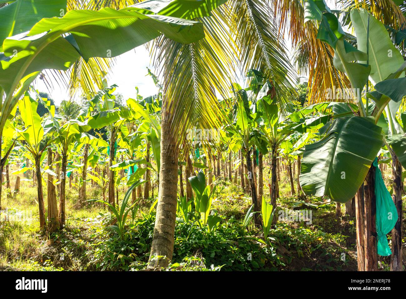 Plantation de bananes, district de Soufrière, Sainte-Lucie, Petites Antilles, Caraïbes Banque D'Images