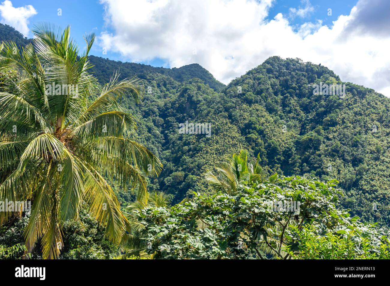 Vue sur les montagnes de la forêt tropicale, Mirador Piton Santa Lucia, Palmiste Road, Soufrière District, Sainte-Lucie, Petites Antilles, Caraïbes Banque D'Images