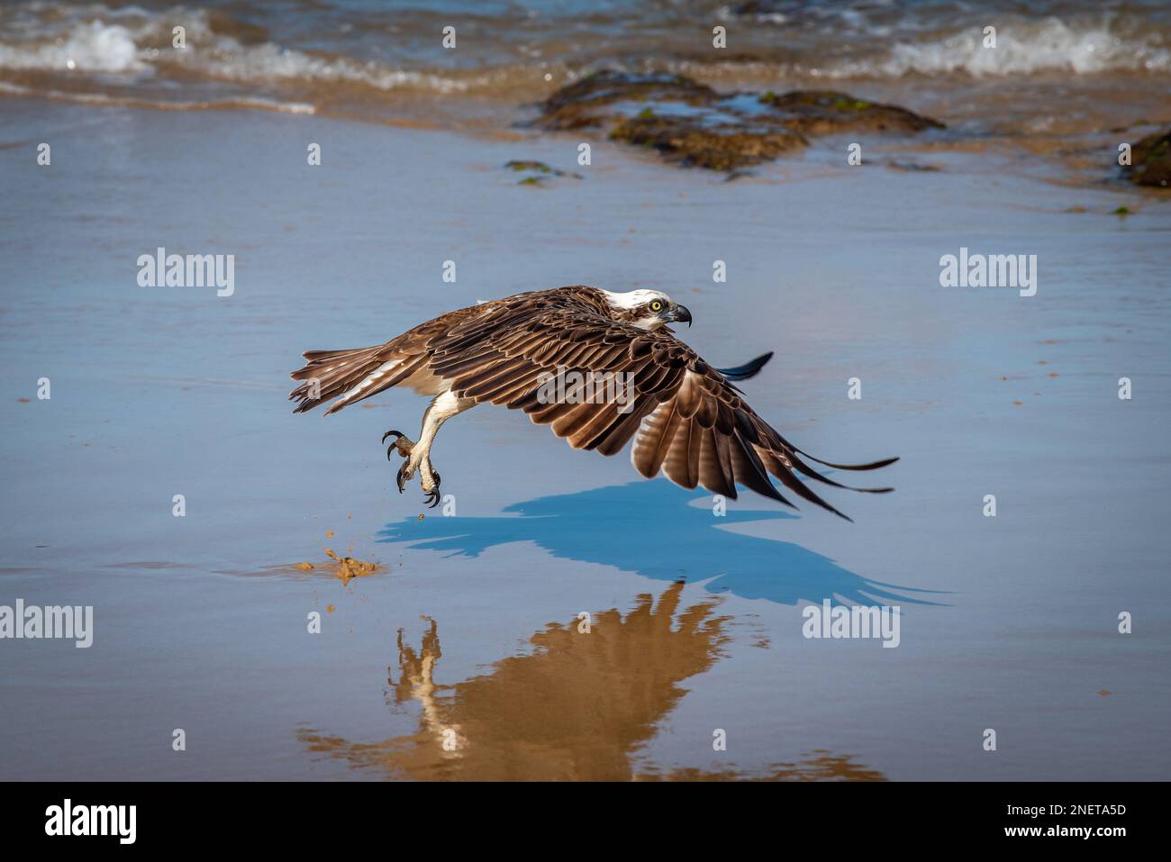 Eastern Osprey (Pandion haliatus cristatus) sur Alexandra Headland Beach, Sunshine Coast dans le Queensland, Australie Banque D'Images