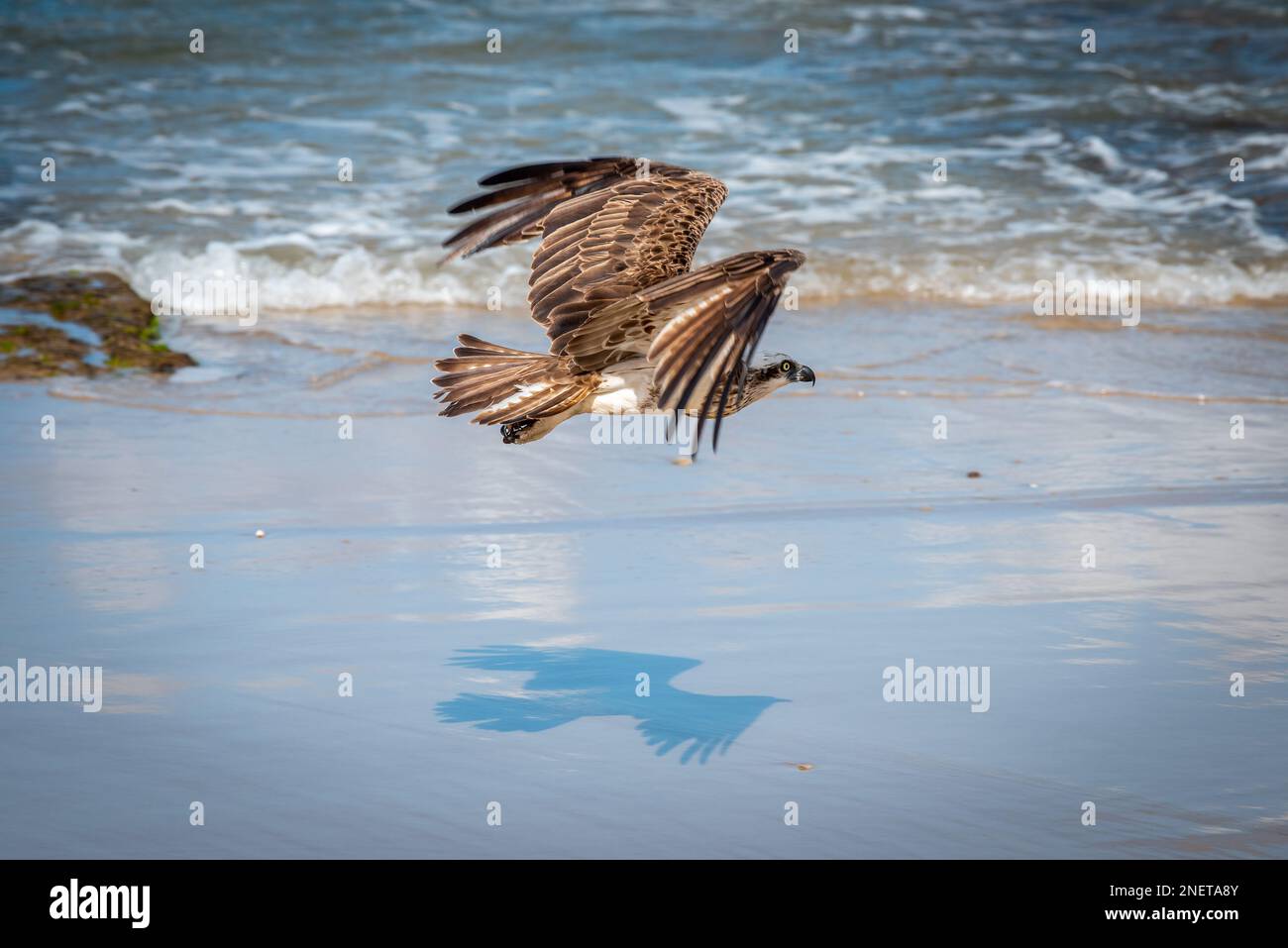 Eastern Osprey (Pandion haliatus cristatus) sur Alexandra Headland Beach, Sunshine Coast dans le Queensland, Australie Banque D'Images