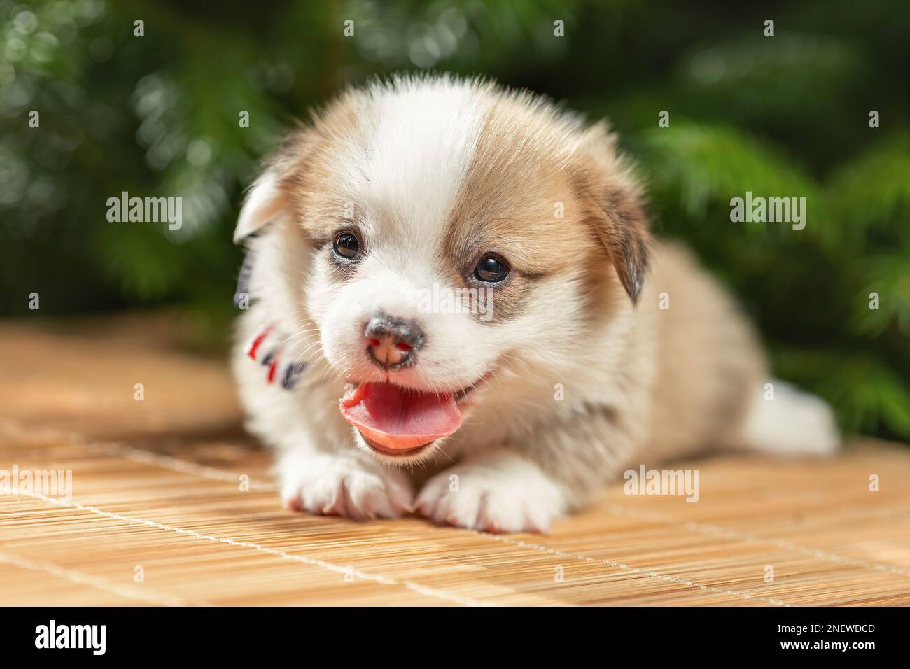 Mignon petit chiot de gallois corgi pembroke chien race avec la langue dehors couché à l'extérieur à la nature d'été Banque D'Images