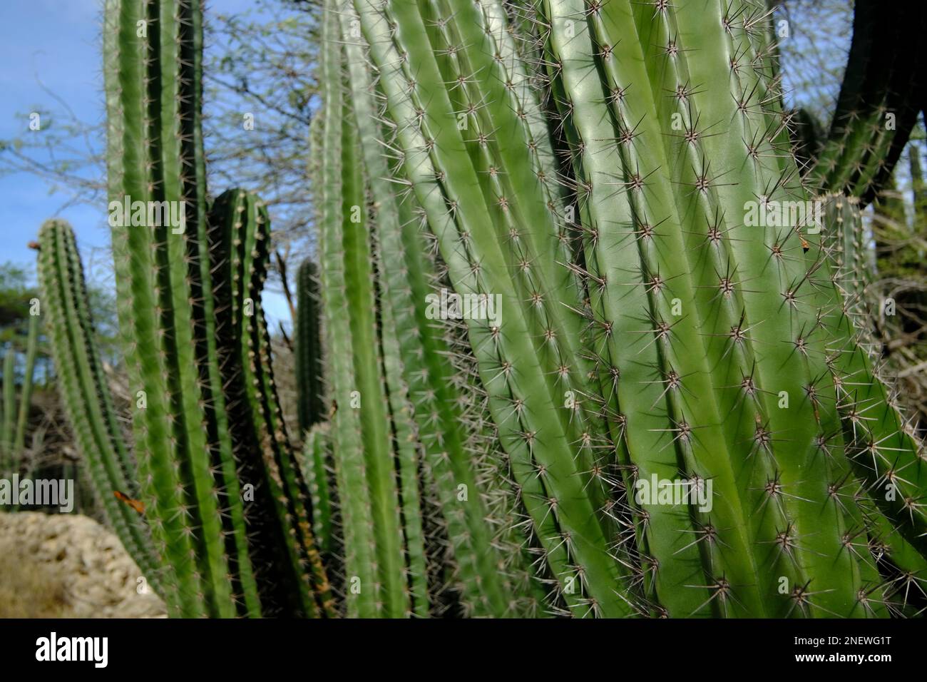 Cactus géant sur l'île semi-aride d'Aruba Banque D'Images