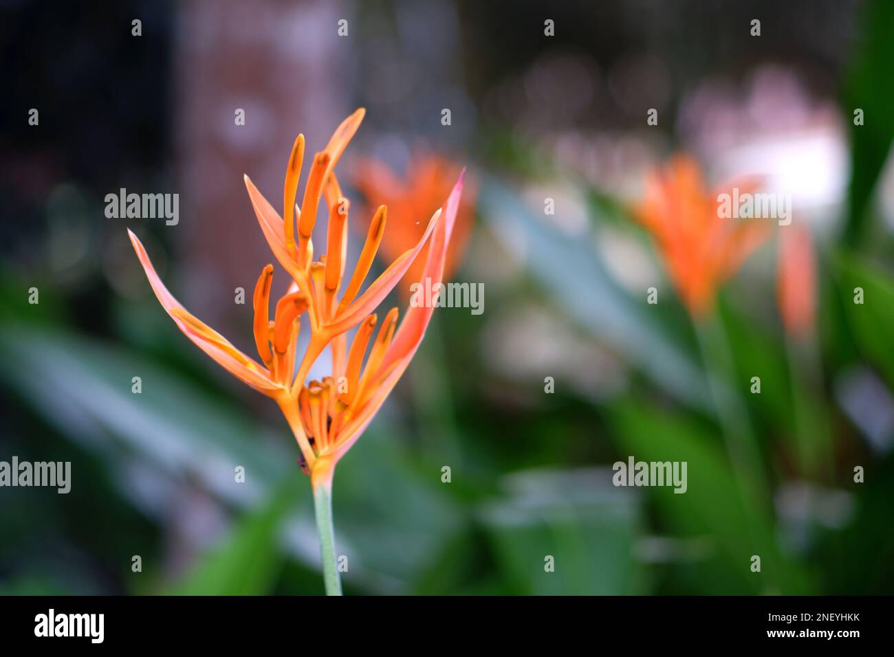 Heliconia orange jaunâtre fleurs que Bloom, dans le village de Baru dans l'après-midi Banque D'Images