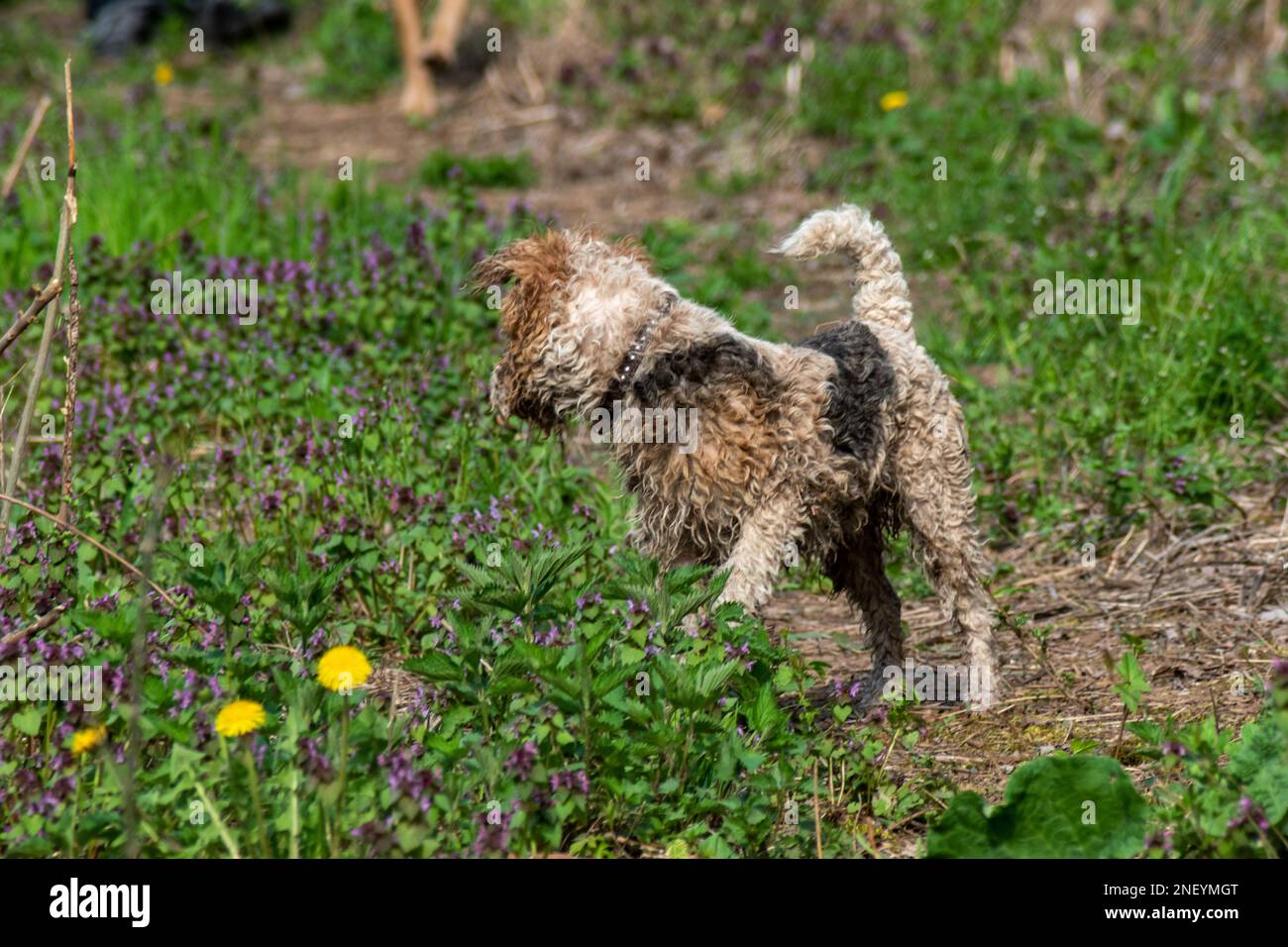 Le chien vient de sortir de la rivière en observant une mouche sur une fleur Banque D'Images