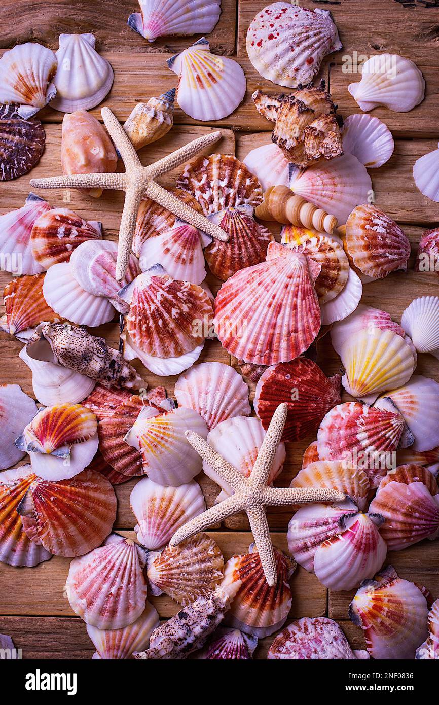 Collections de coquillages marins Banque D'Images
