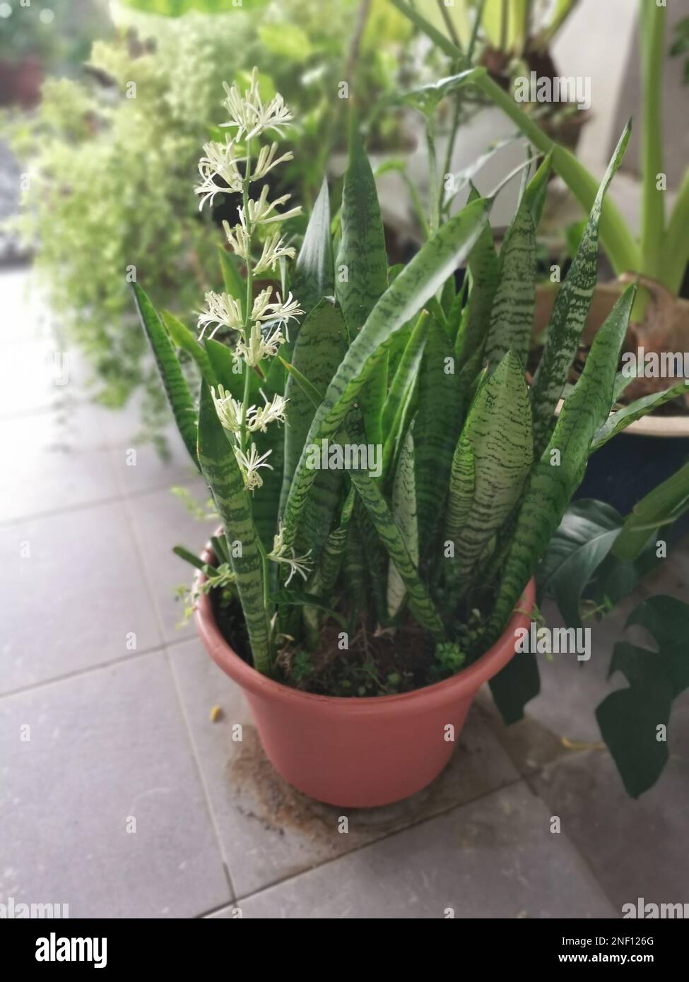 Sansevieria Snake pot de plante avec fleur blanche de germination. Banque D'Images