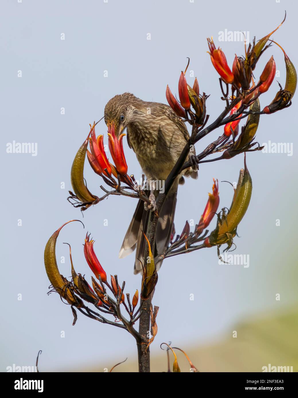 Un petit oiseau de puissance se nourrissant sur le nectar de fleur de lin de harakeke rouge lors d'une journée ensoleillée avec un arrière-plan flou Banque D'Images