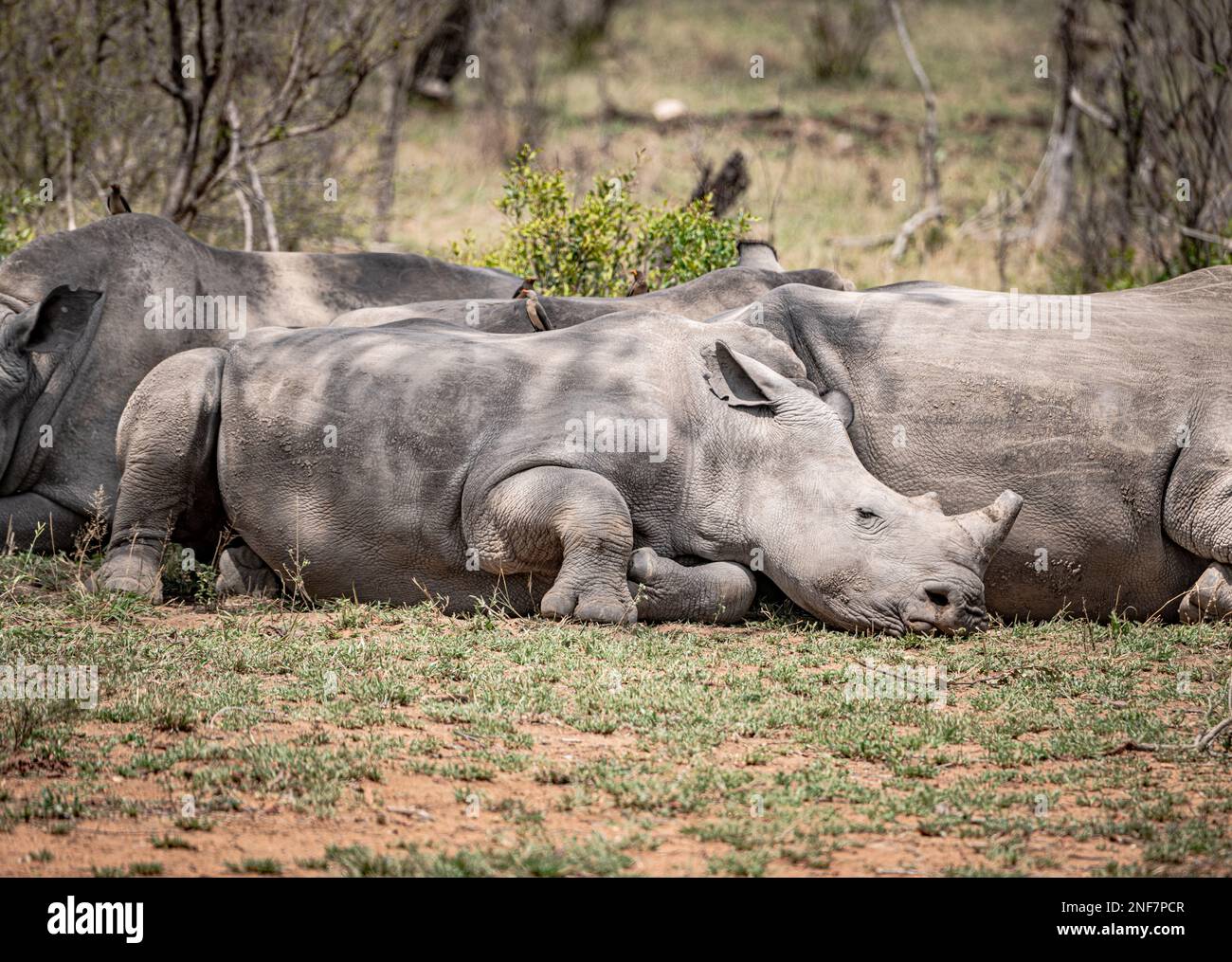 Groupe de rhinocéros blancs (Ceratotherium simum) dans le parc national Kruger, Afrique du Sud Banque D'Images