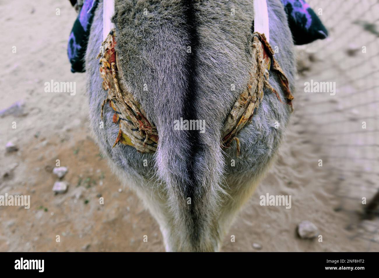 Detail eines Transportschlittens, Schweif, Eselgeschirr, Lastgeschirr, verlassene Felsenstadt Petra, al-Batra, Hauptstadt des Königreichs der Nabatäer Banque D'Images